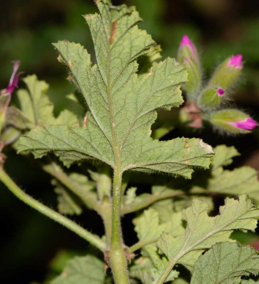 Image of Pelargonium quercifolium specimen.