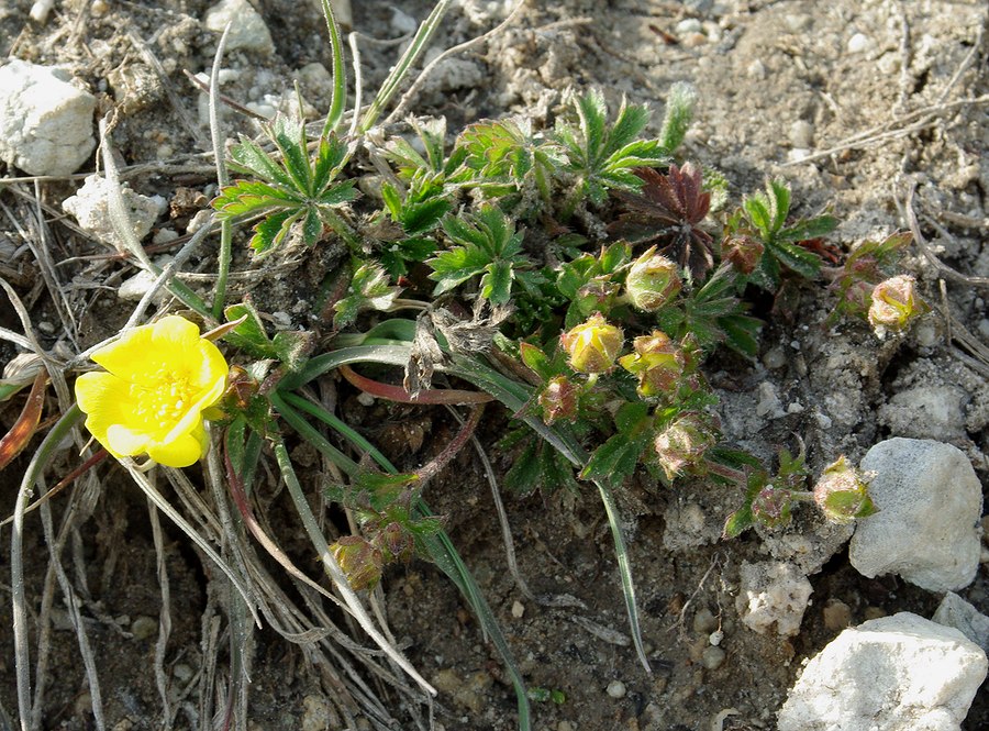 Image of genus Potentilla specimen.