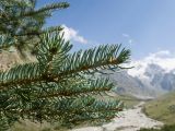 Picea form glauca