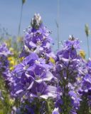 Veronica multifida