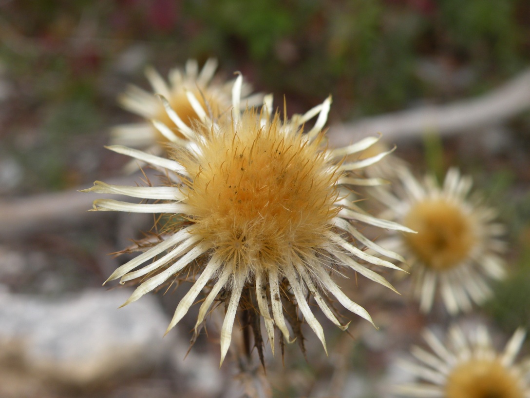 Изображение особи Carlina vulgaris.