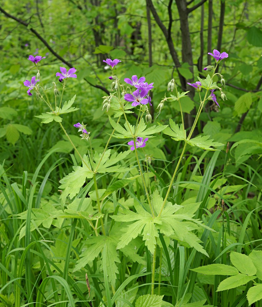 Изображение особи Geranium sylvaticum.