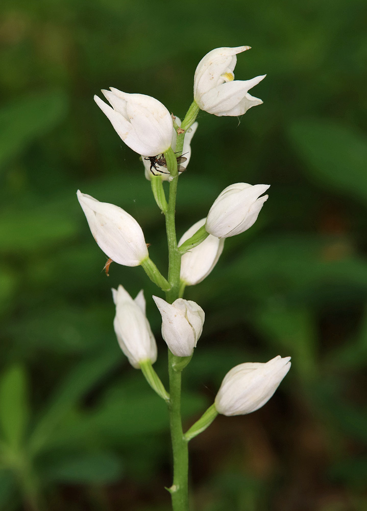 Image of Cephalanthera longifolia specimen.