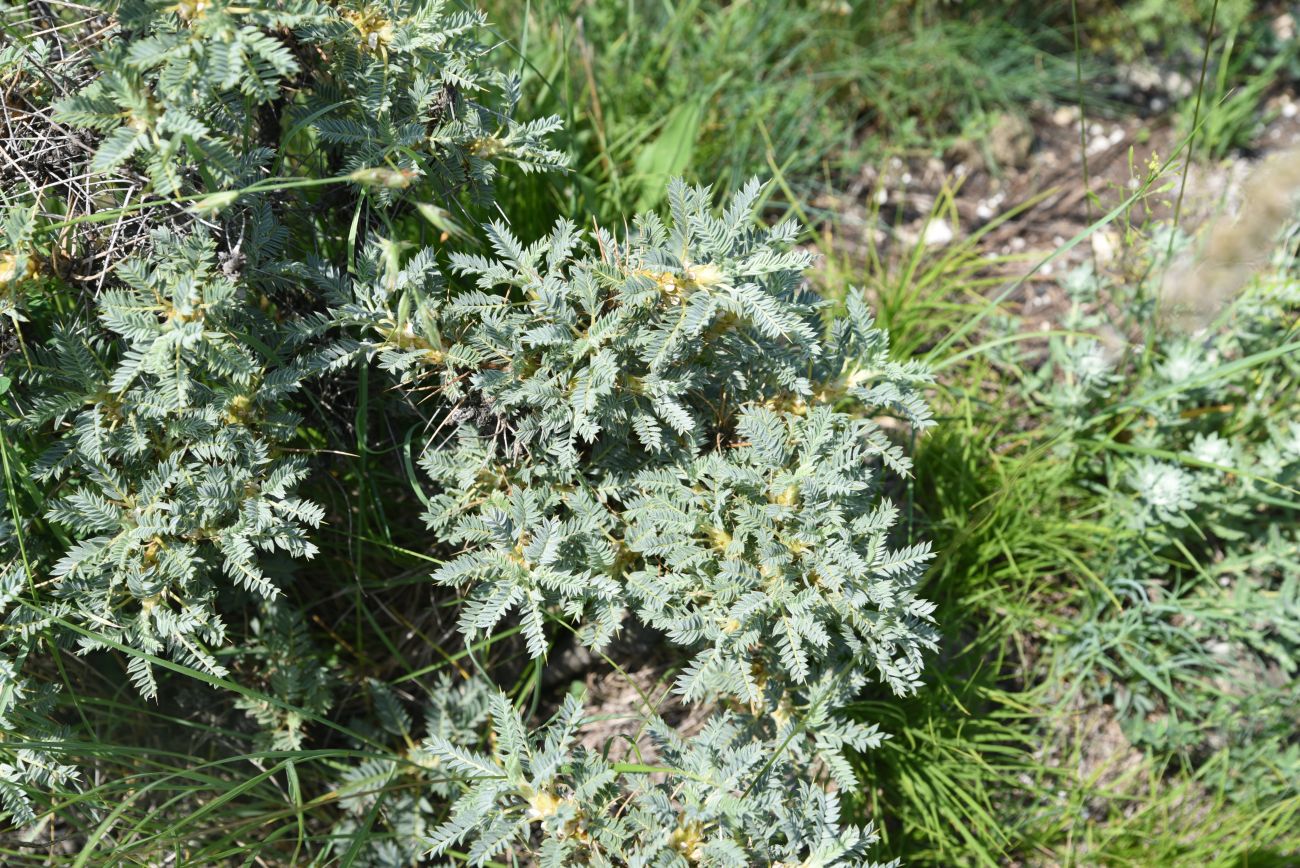 Изображение особи Astragalus denudatus.