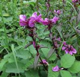 Pedicularis resupinata