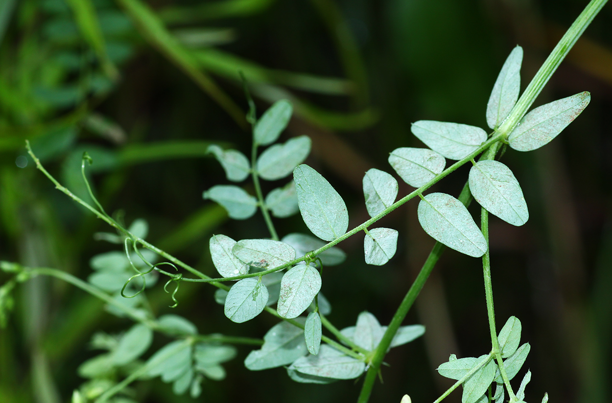 Изображение особи Vicia woroschilovii.