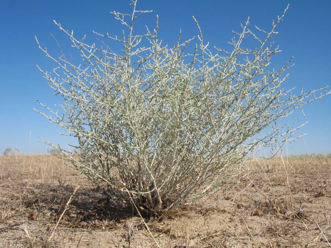 Image of Artemisia leucodes specimen.