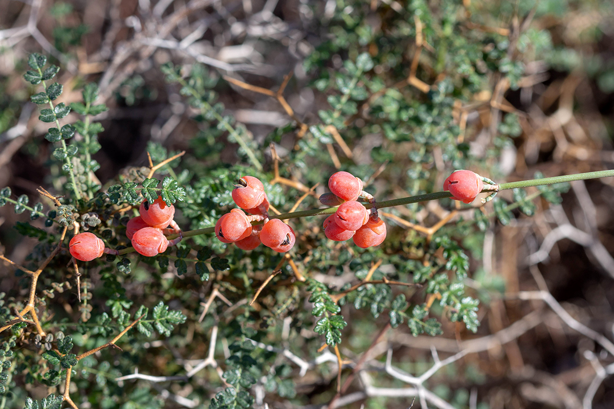 Изображение особи Ephedra foeminea.