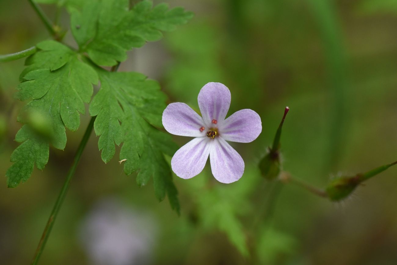 Image of Geranium robertianum specimen.