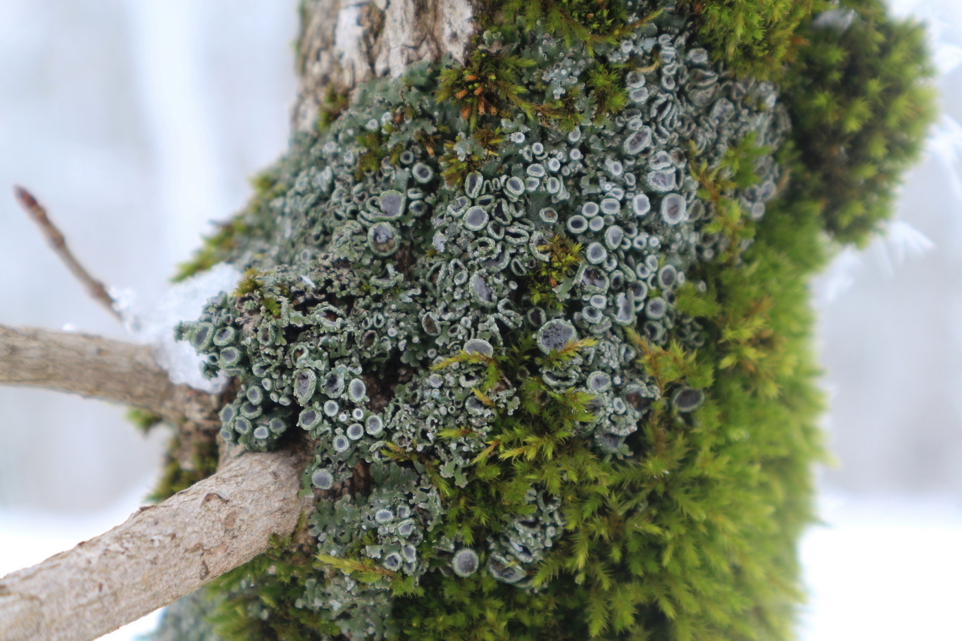 Image of genus Physcia specimen.