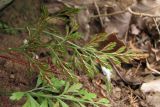 Asplenium × souchei. Лист (вайя) со спорангиями. Крым, Южный Берег, гора Аюдаг. 19 сентября 2010 г.