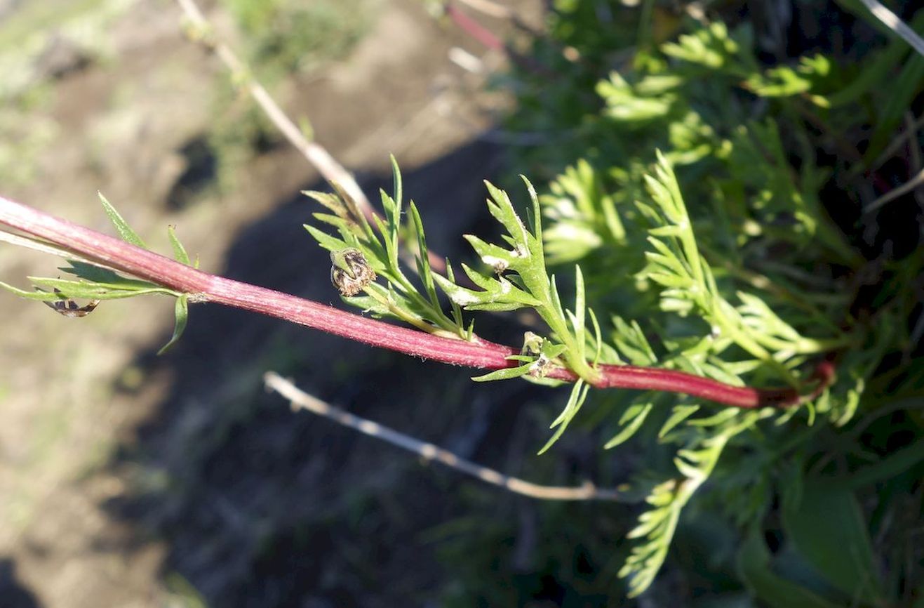 Изображение особи Artemisia arctica.