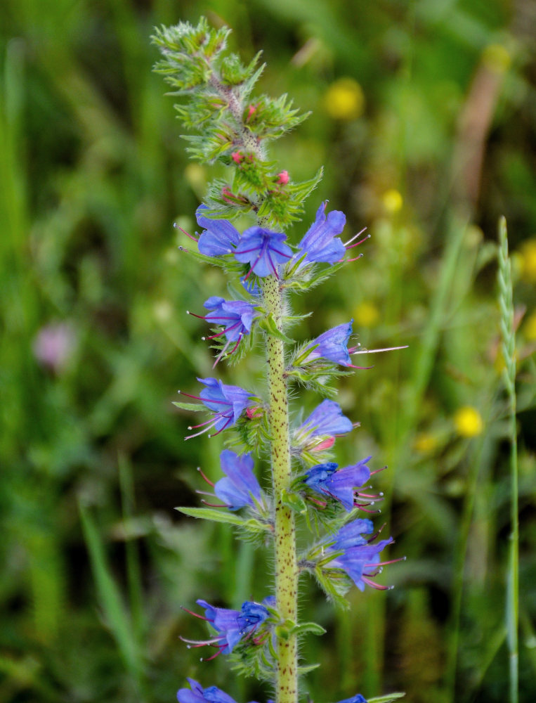 Image of Echium vulgare specimen.