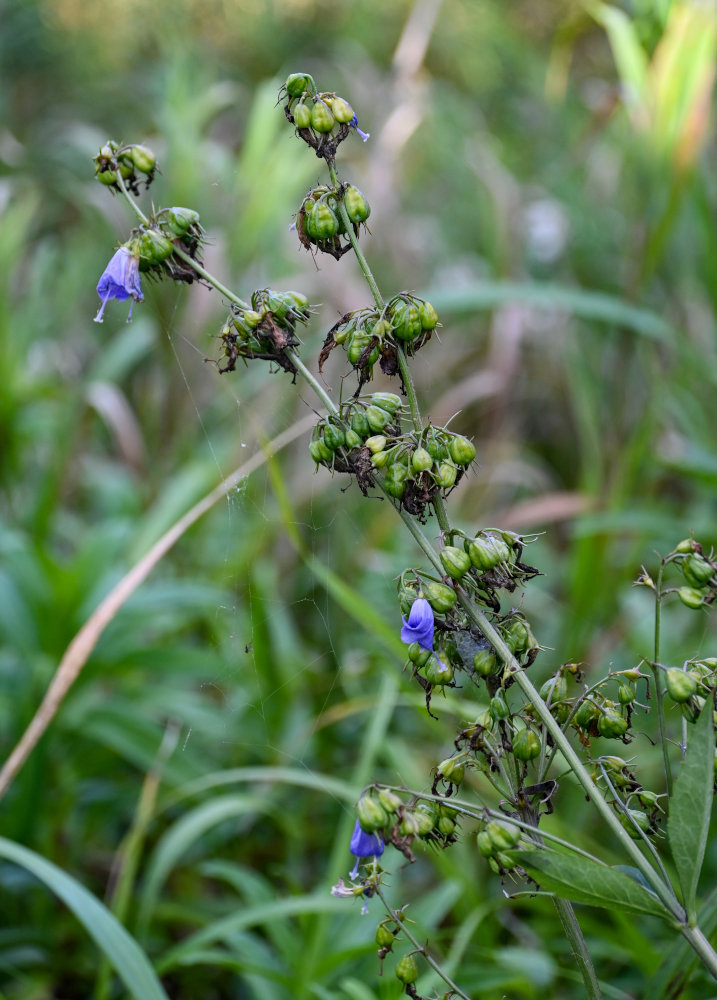 Изображение особи Adenophora triphylla.