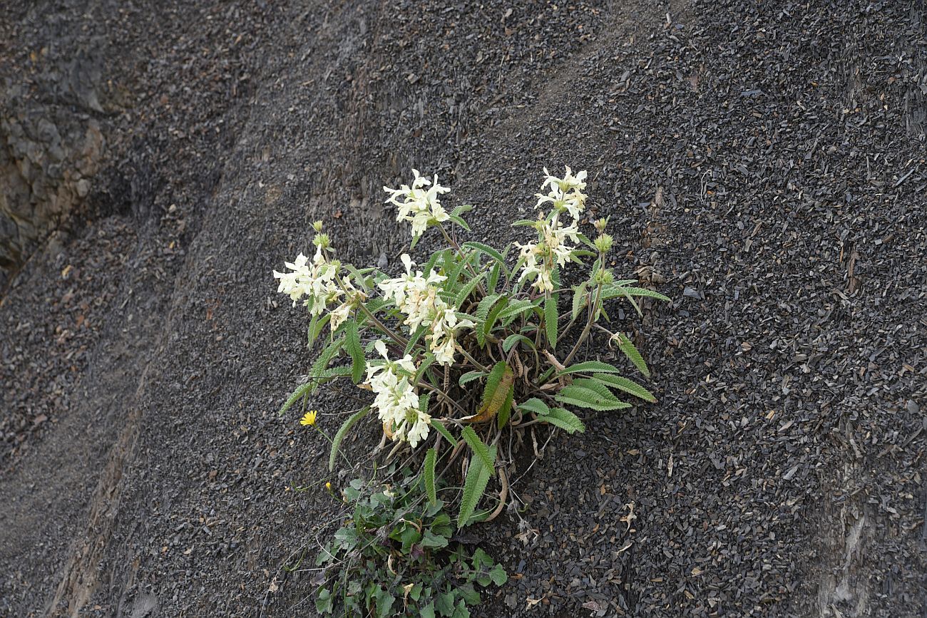 Image of Betonica ossetica specimen.