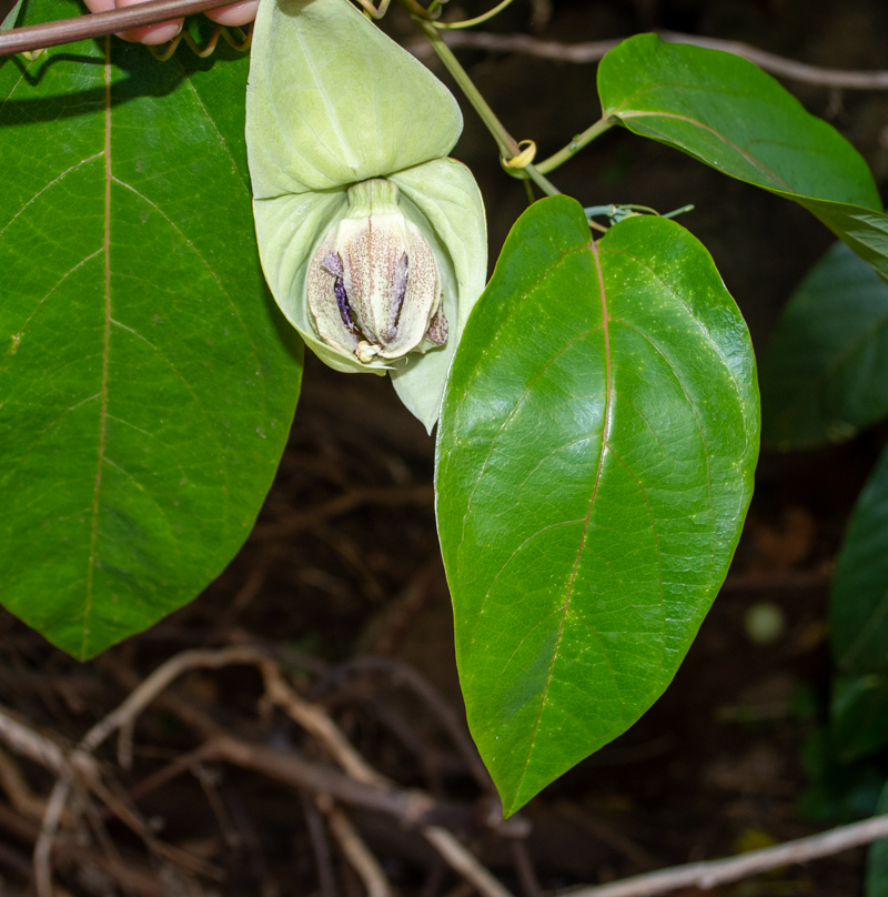 Image of Passiflora maliformis specimen.