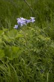 Смотреть изображение Linum lanuginosum