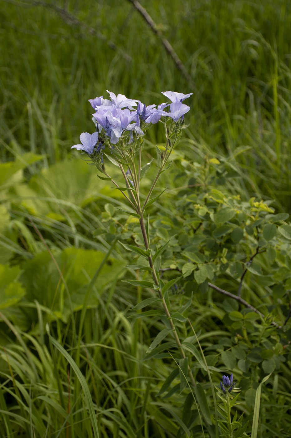 Изображение особи Linum lanuginosum.