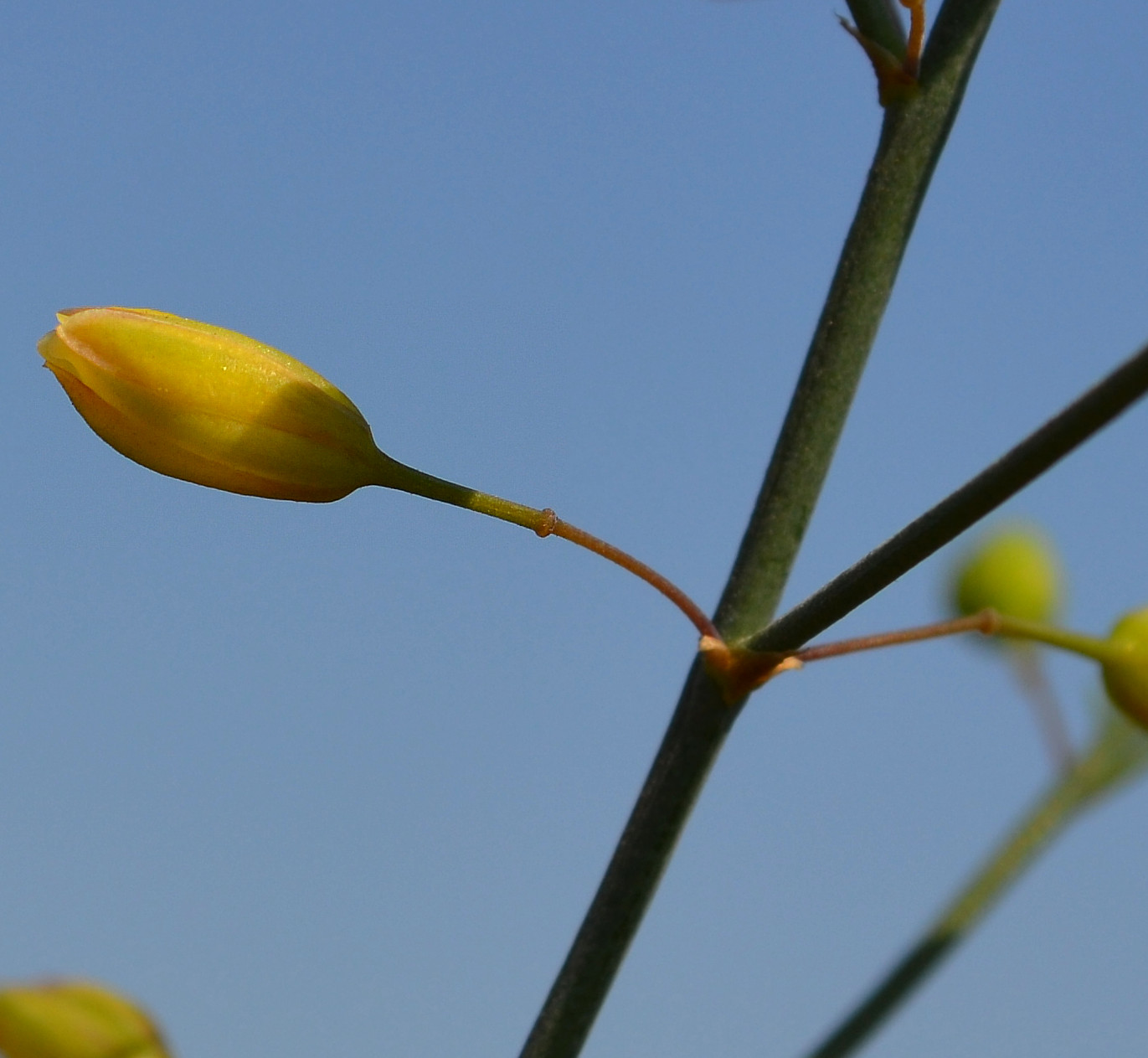 Image of Asparagus officinalis specimen.