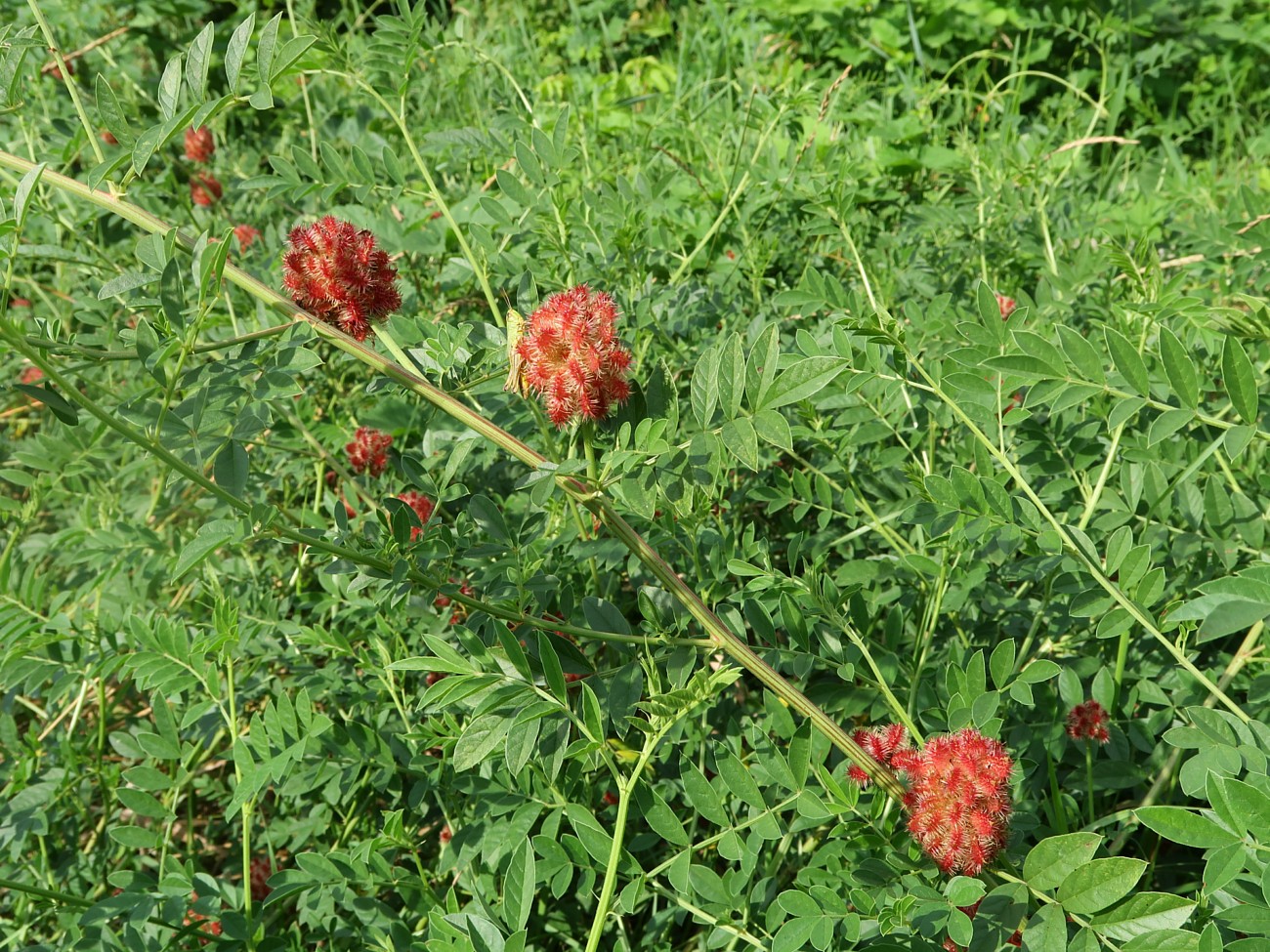 Image of Glycyrrhiza echinata specimen.