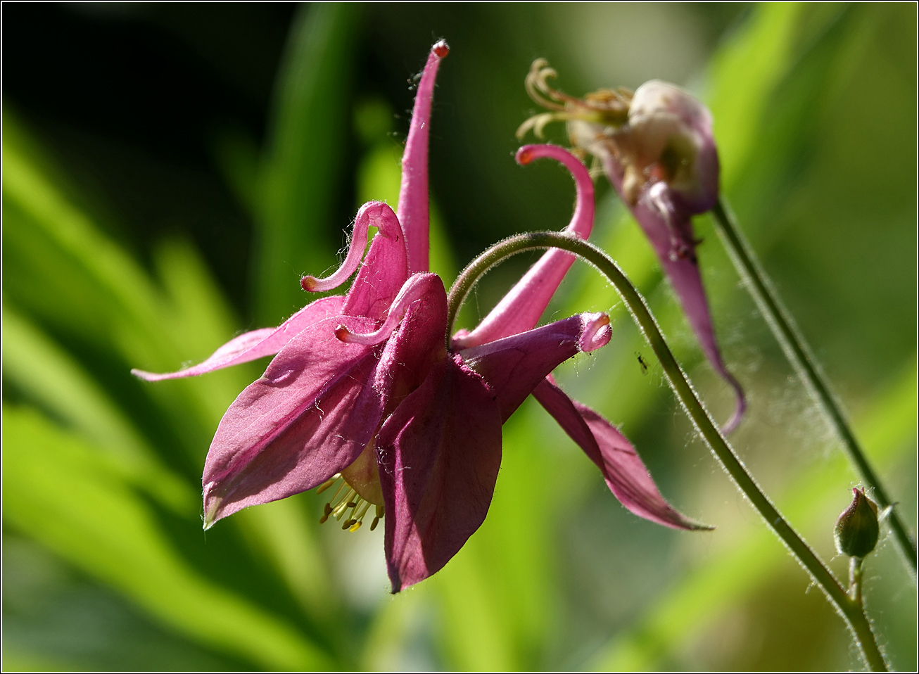 Image of Aquilegia vulgaris specimen.