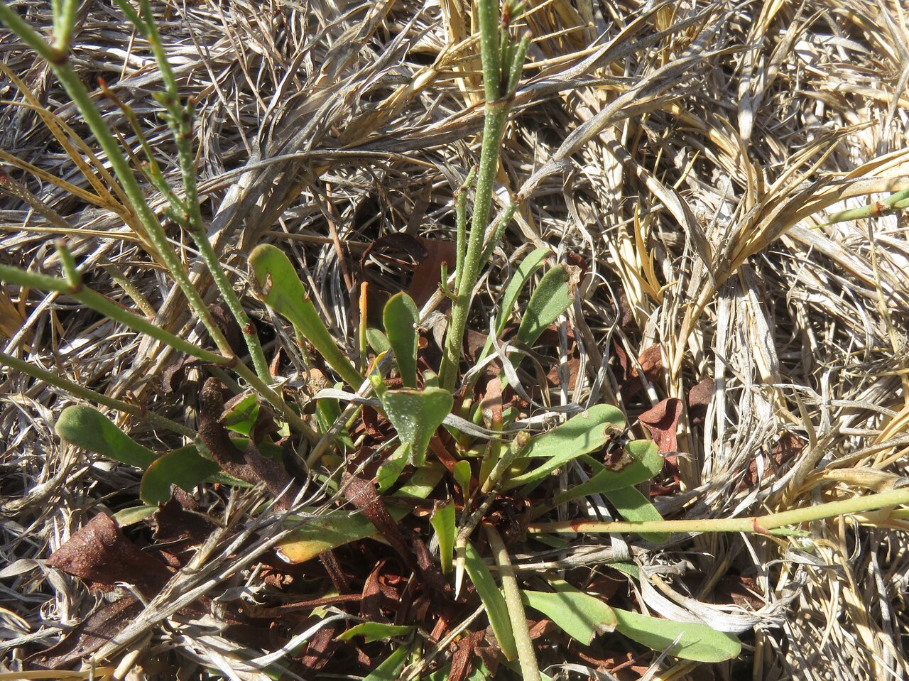 Изображение особи Limonium mucronulatum.