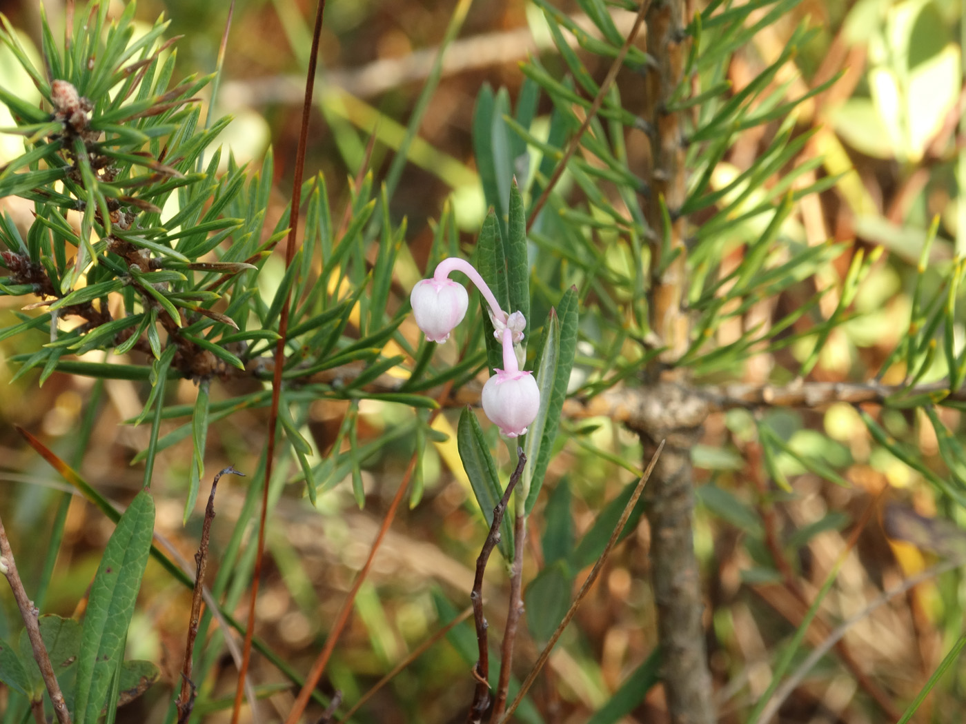 Изображение особи Andromeda polifolia.