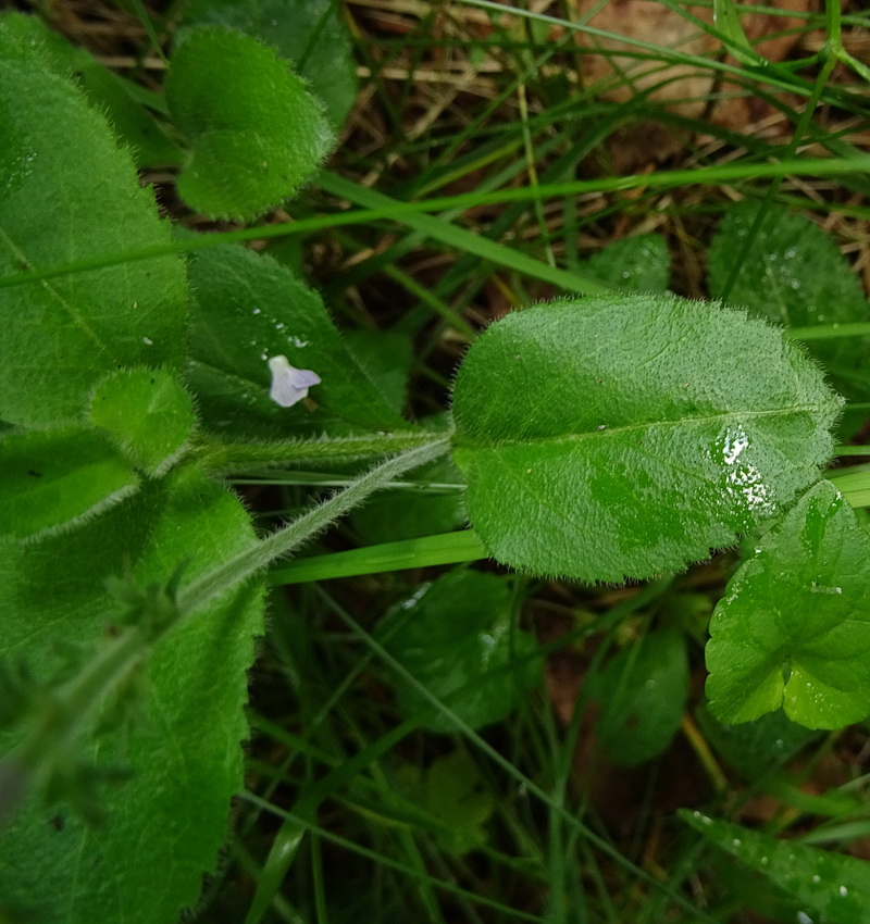 Изображение особи Veronica officinalis.