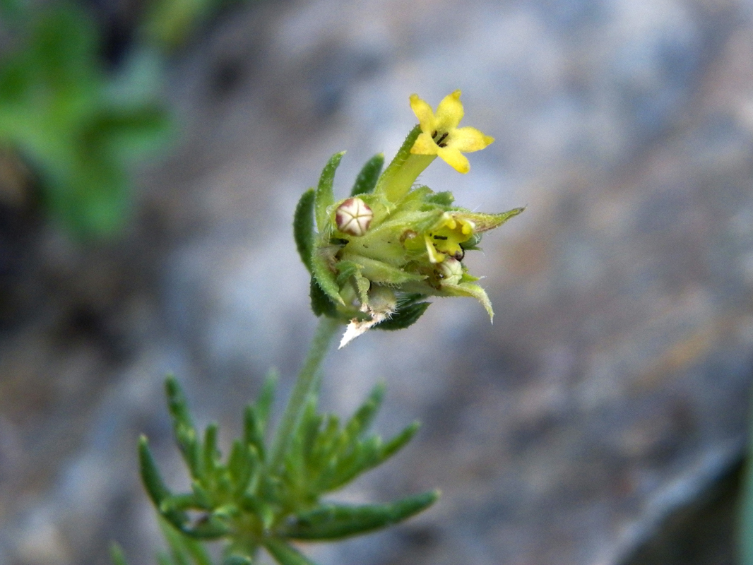 Image of familia Rubiaceae specimen.