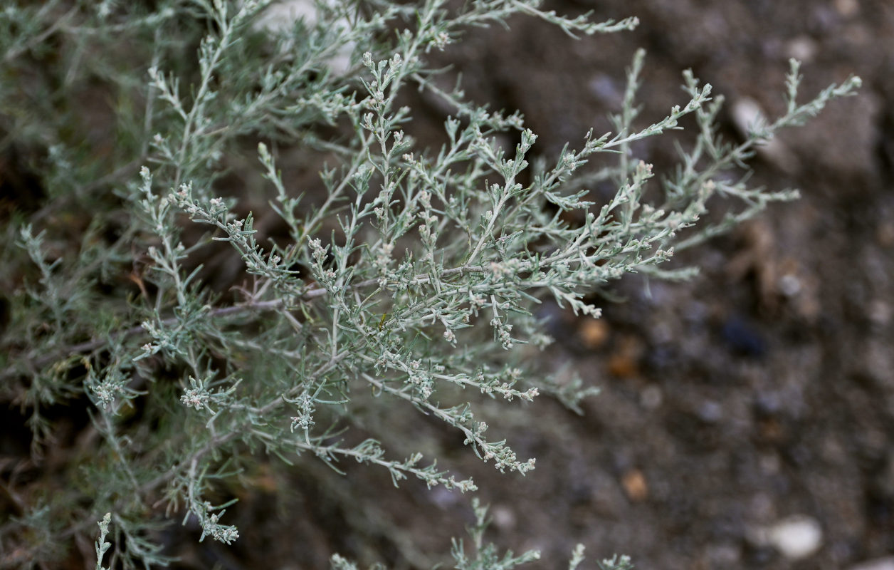 Image of genus Artemisia specimen.