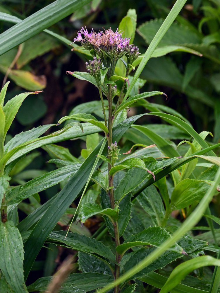 Изображение особи Saussurea sachalinensis.