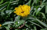 Gazania &times; hybrida