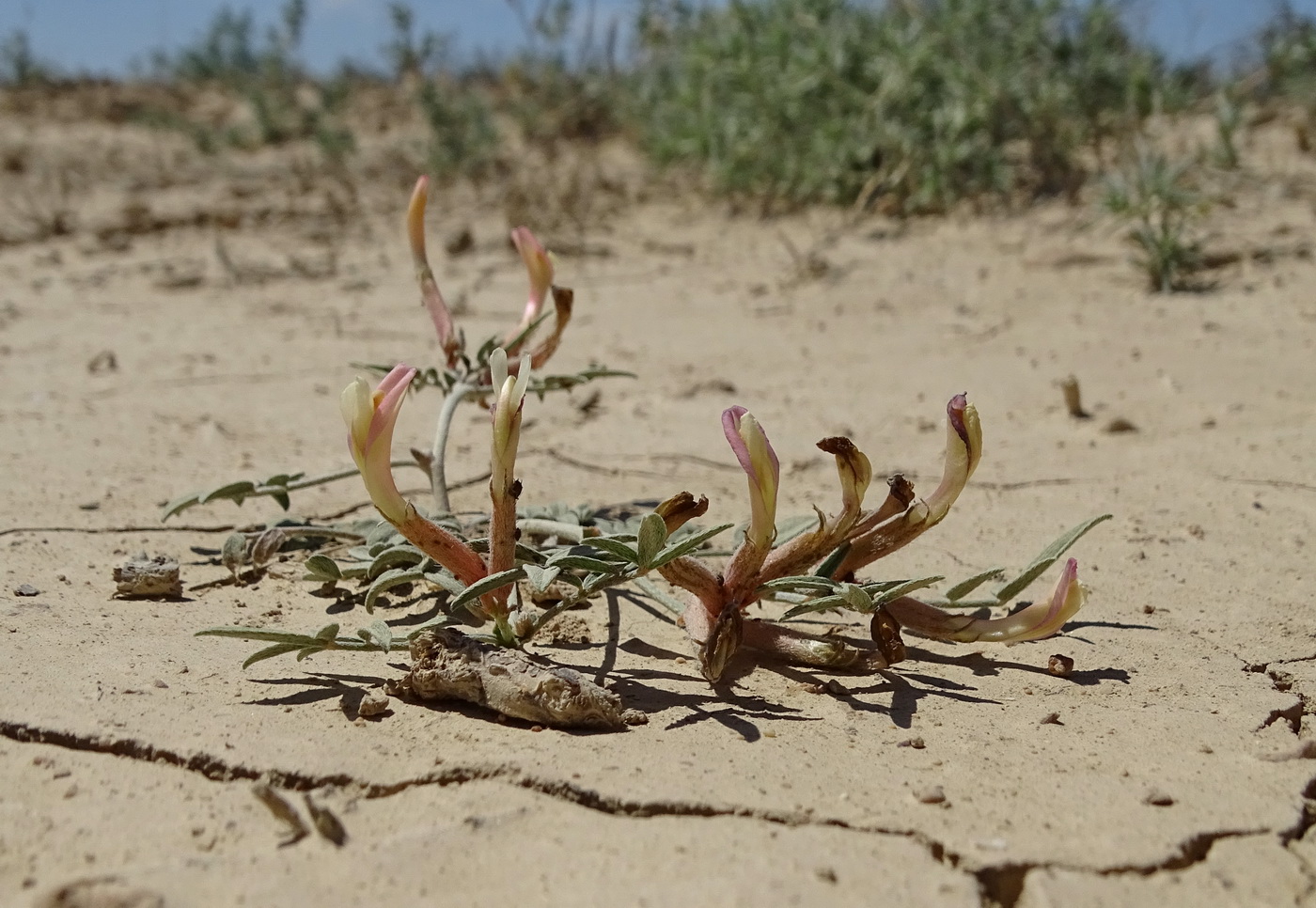 Изображение особи Astragalus erioceras.