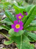 Primula vulgaris