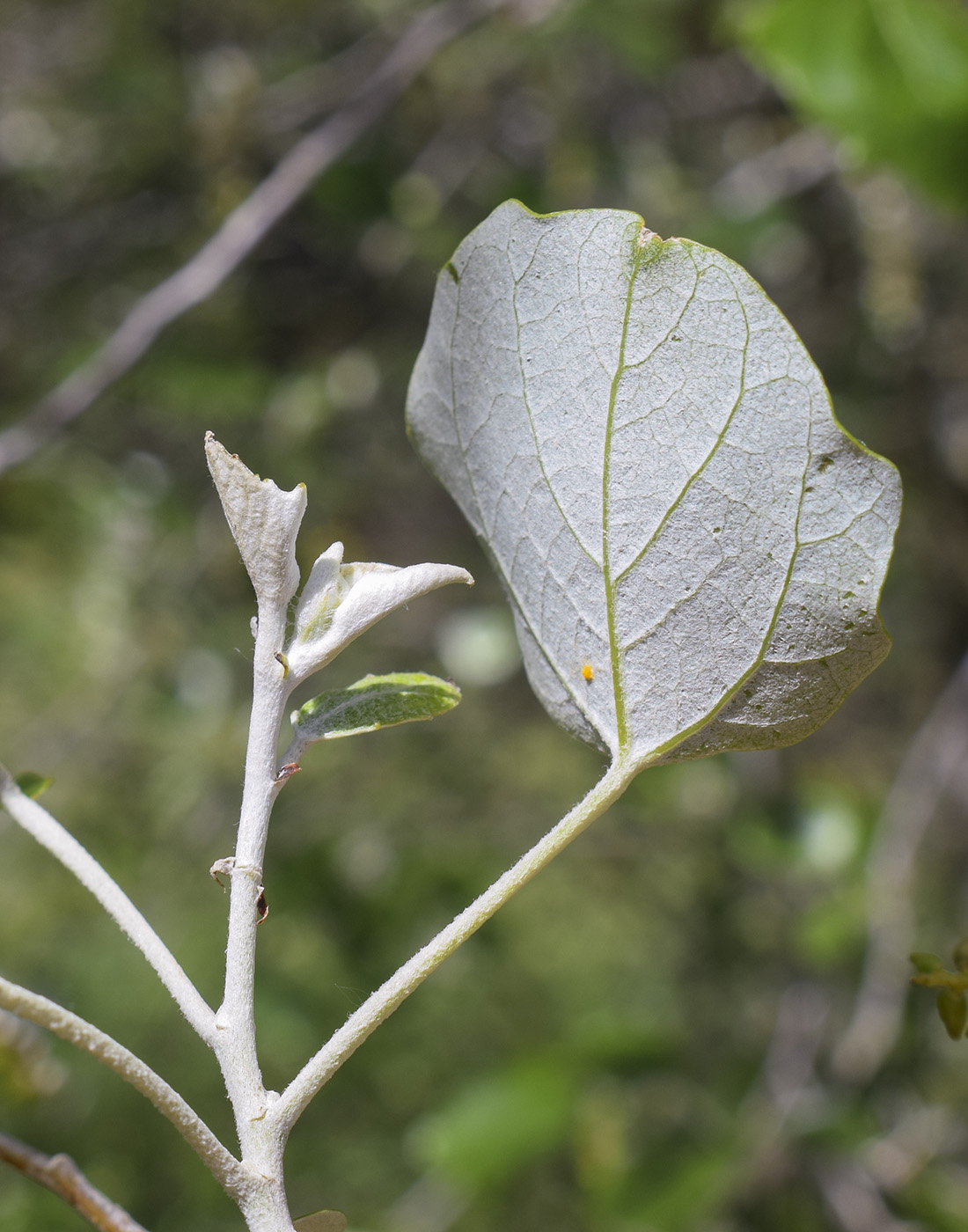 Изображение особи Populus alba.