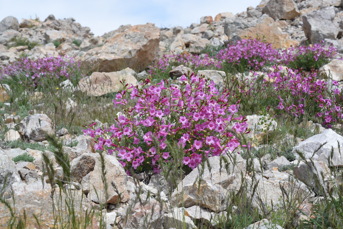 Image of Niedzwedzkia semiretschenskia specimen.