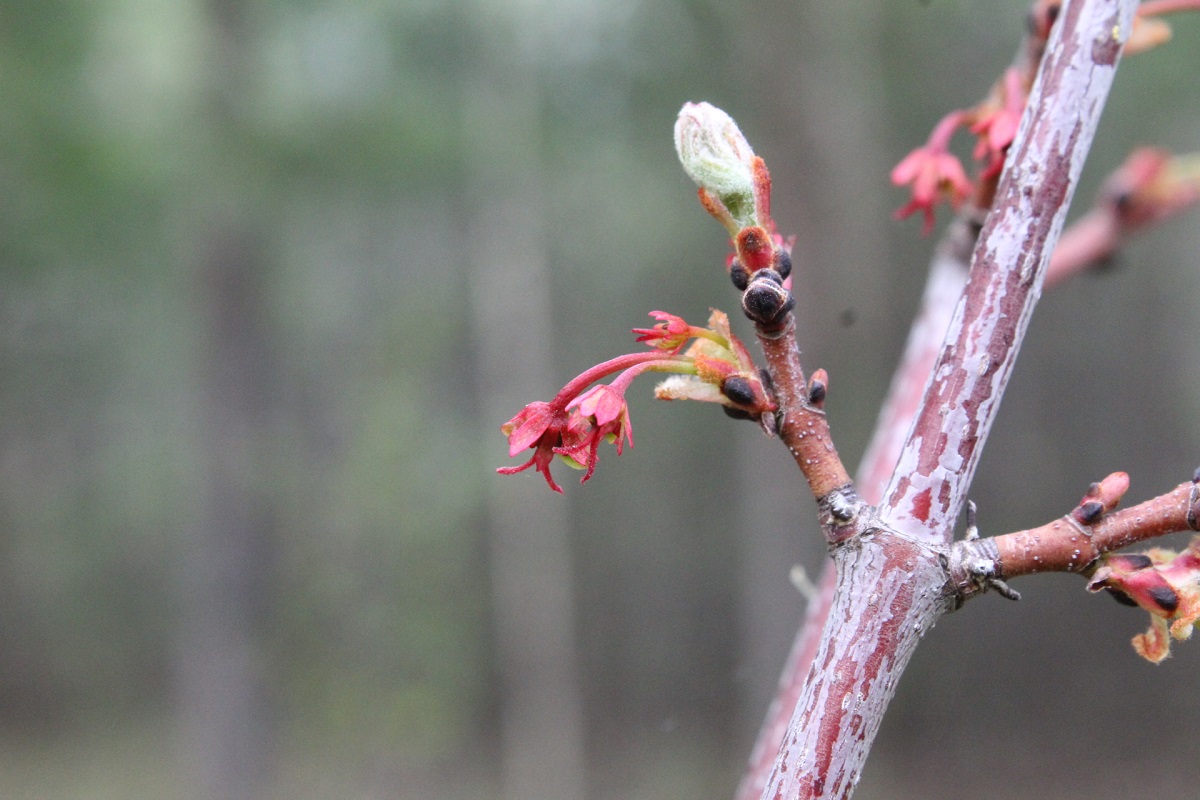 Image of Acer rubrum specimen.