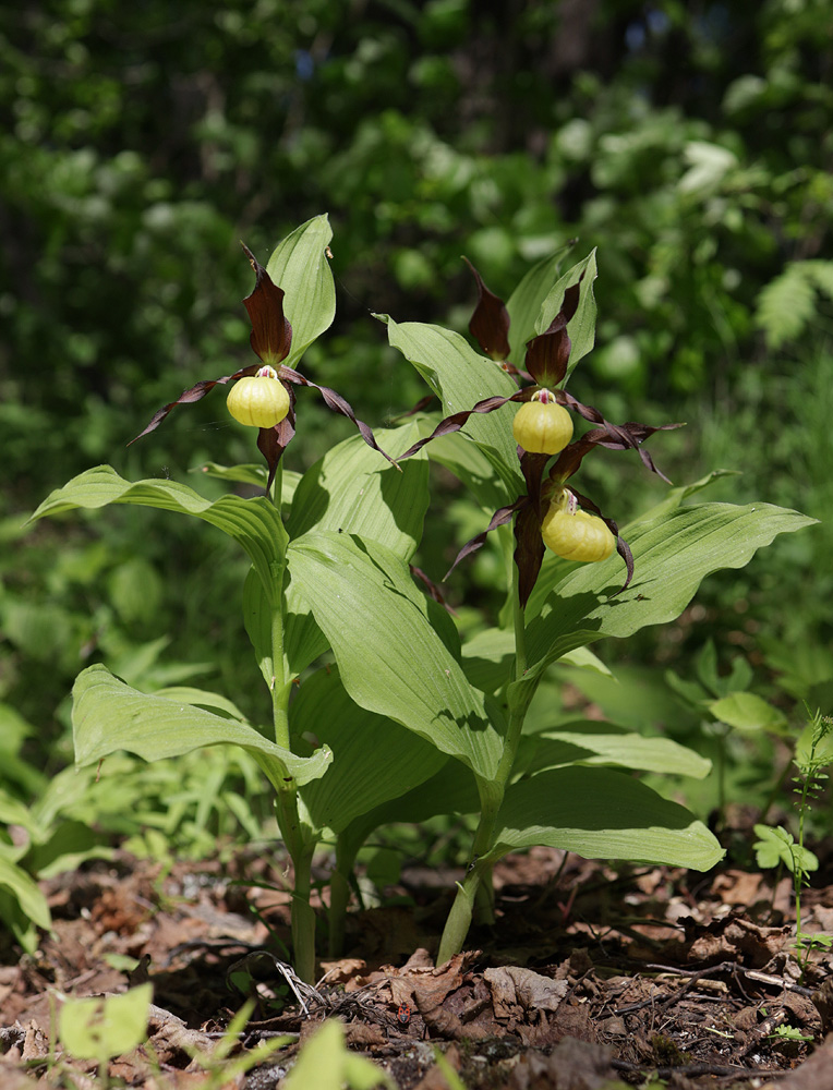 Image of Cypripedium calceolus specimen.