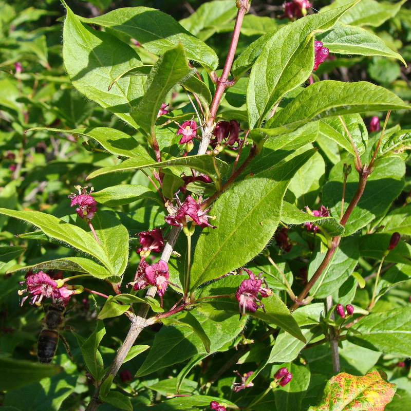 Image of Lonicera maximowiczii specimen.