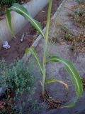 Sorghum saccharatum