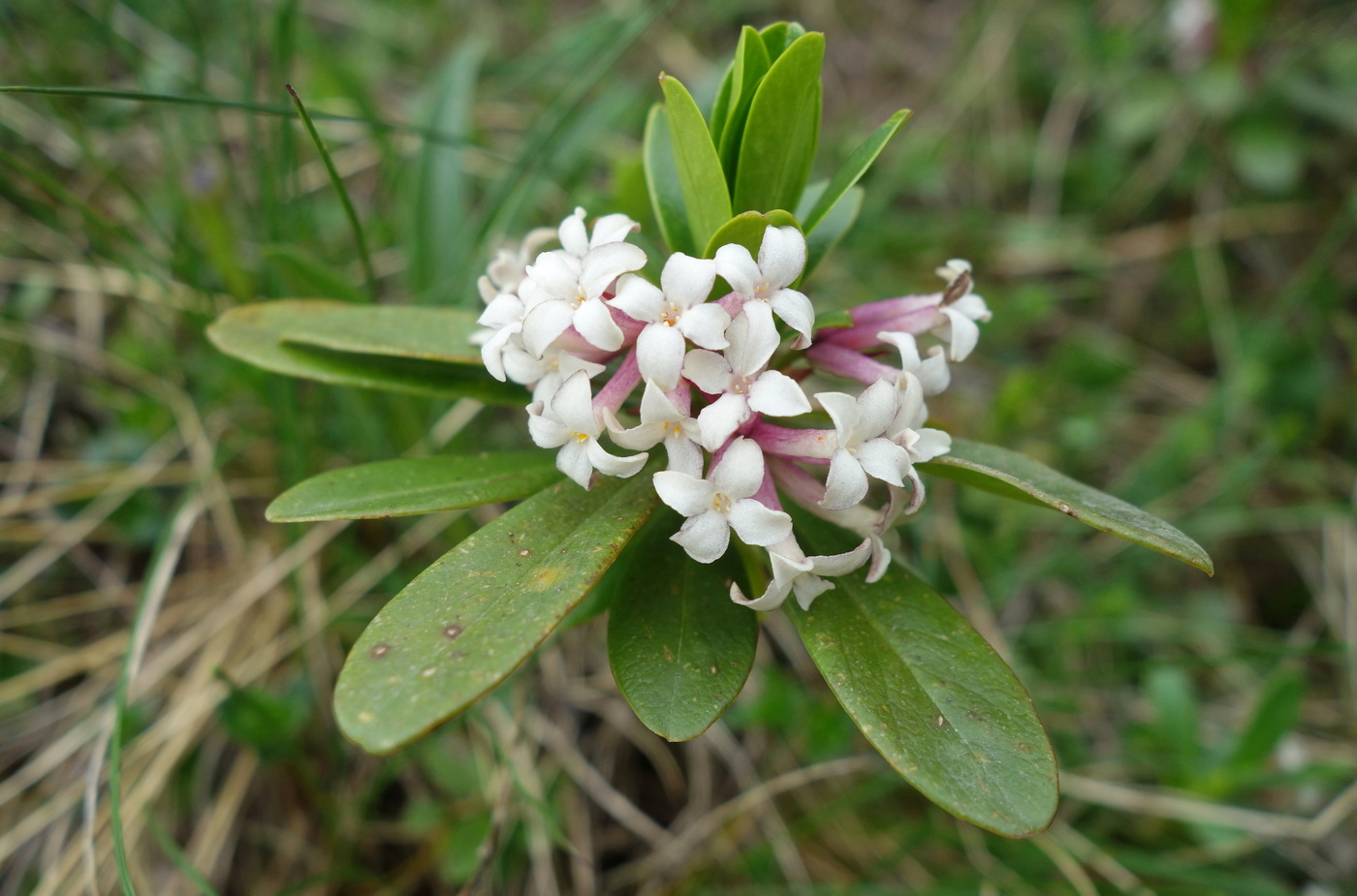 Image of Daphne glomerata specimen.