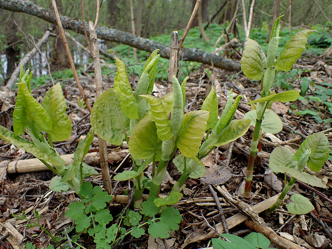 Изображение особи Reynoutria sachalinensis.