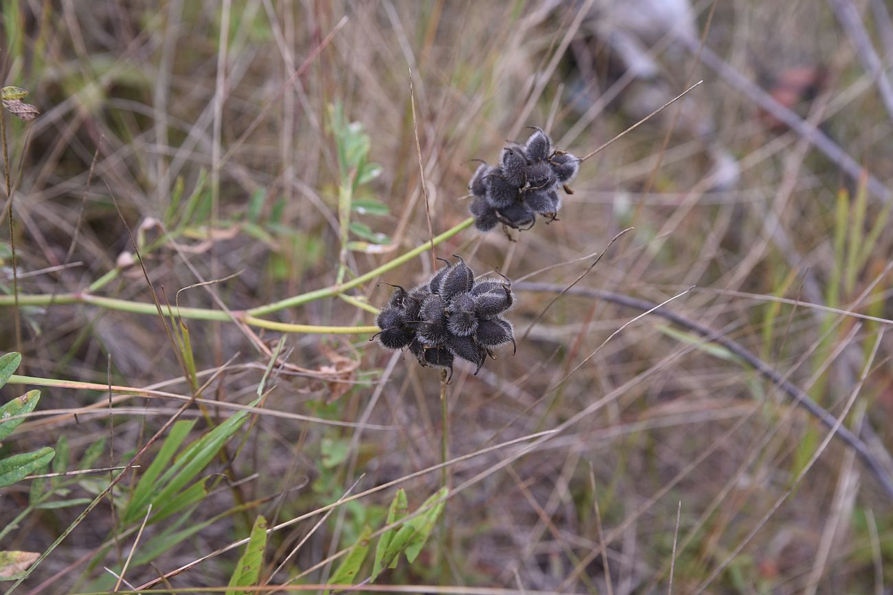 Image of Astragalus cicer specimen.