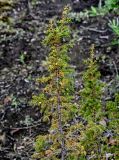 Juniperus sibirica. Верхушка ветви с шишкоягодами. Красноярский край, Таймырский Долгано-Ненецкий р-н, плато Путорана, устье р. Кутарамакан, опушка смешанного леса. 23.07.2023.