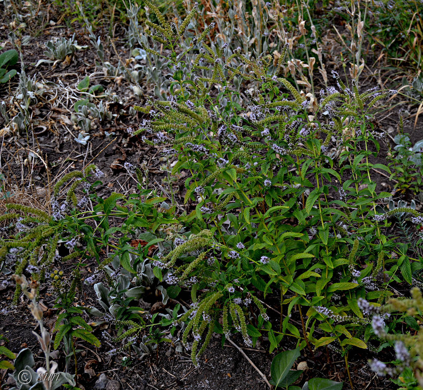 Image of Mentha spicata specimen.