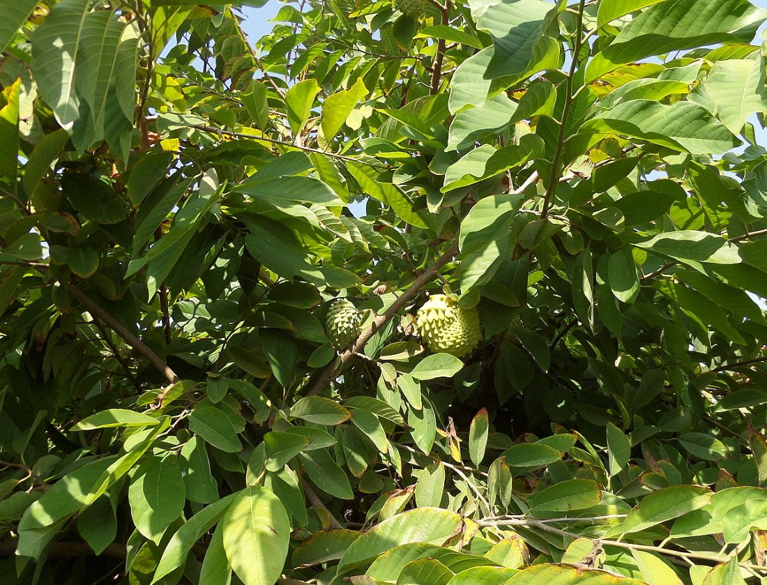 Image of Annona squamosa specimen.