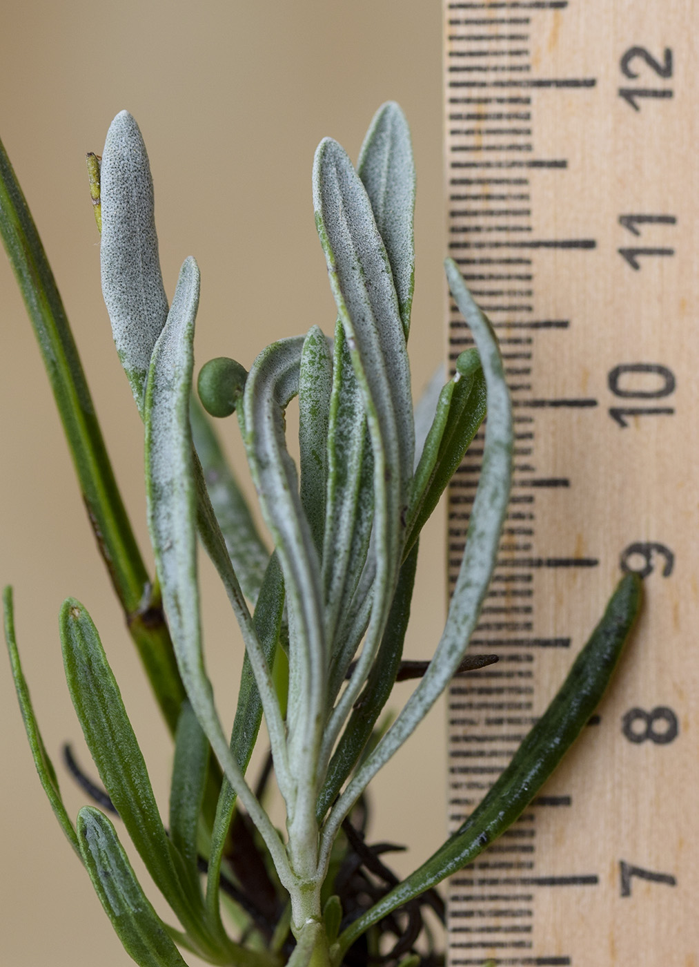 Image of Lavandula latifolia specimen.