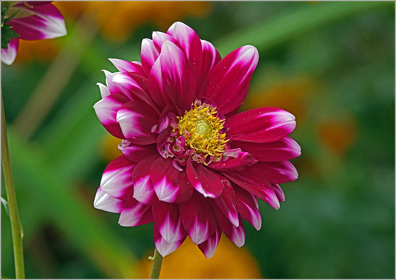 Image of Dahlia &times; cultorum specimen.