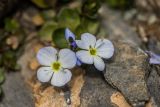 Veronica glareosa. Цветки и бутоны. Карачаево-Черкесия, Урупский р-н, хр. Абишира-Ахуба, окр. пер. Агур, ≈ 2950 м н.у.м., уступ на скале. 12.08.2024.