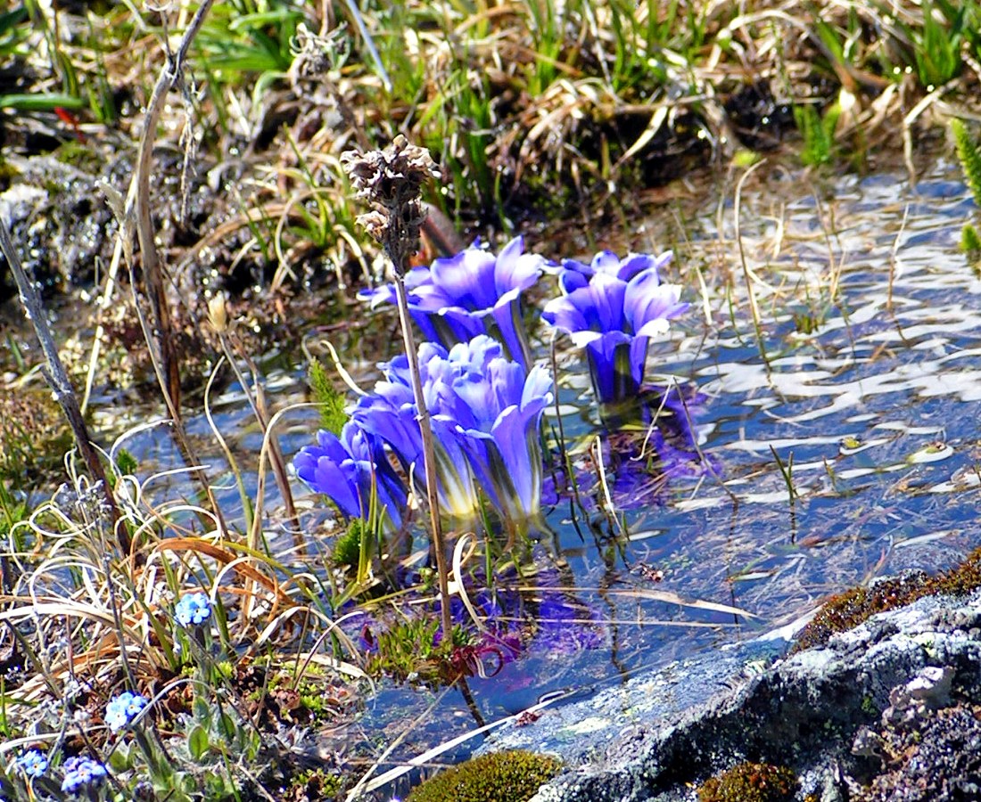 Image of Gentiana grandiflora specimen.